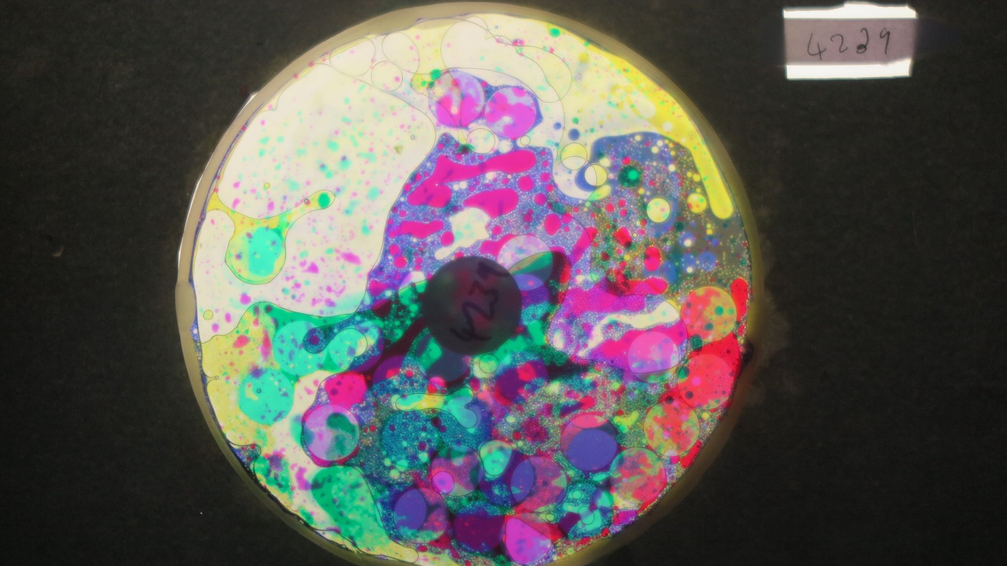 BV4239 bubble vision oil wheel